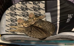 Savannah cats for sale: Savannah F4 girl kittens - Image 3