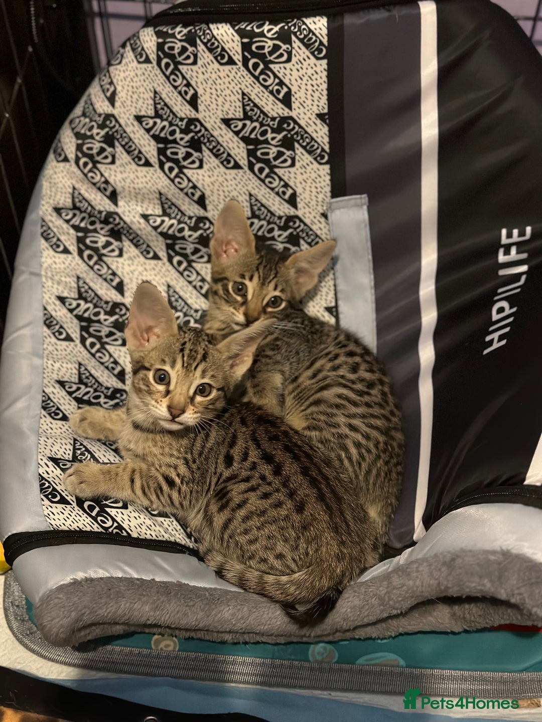 Savannah cats for sale: Savannah F4 girl kittens - Image 3
