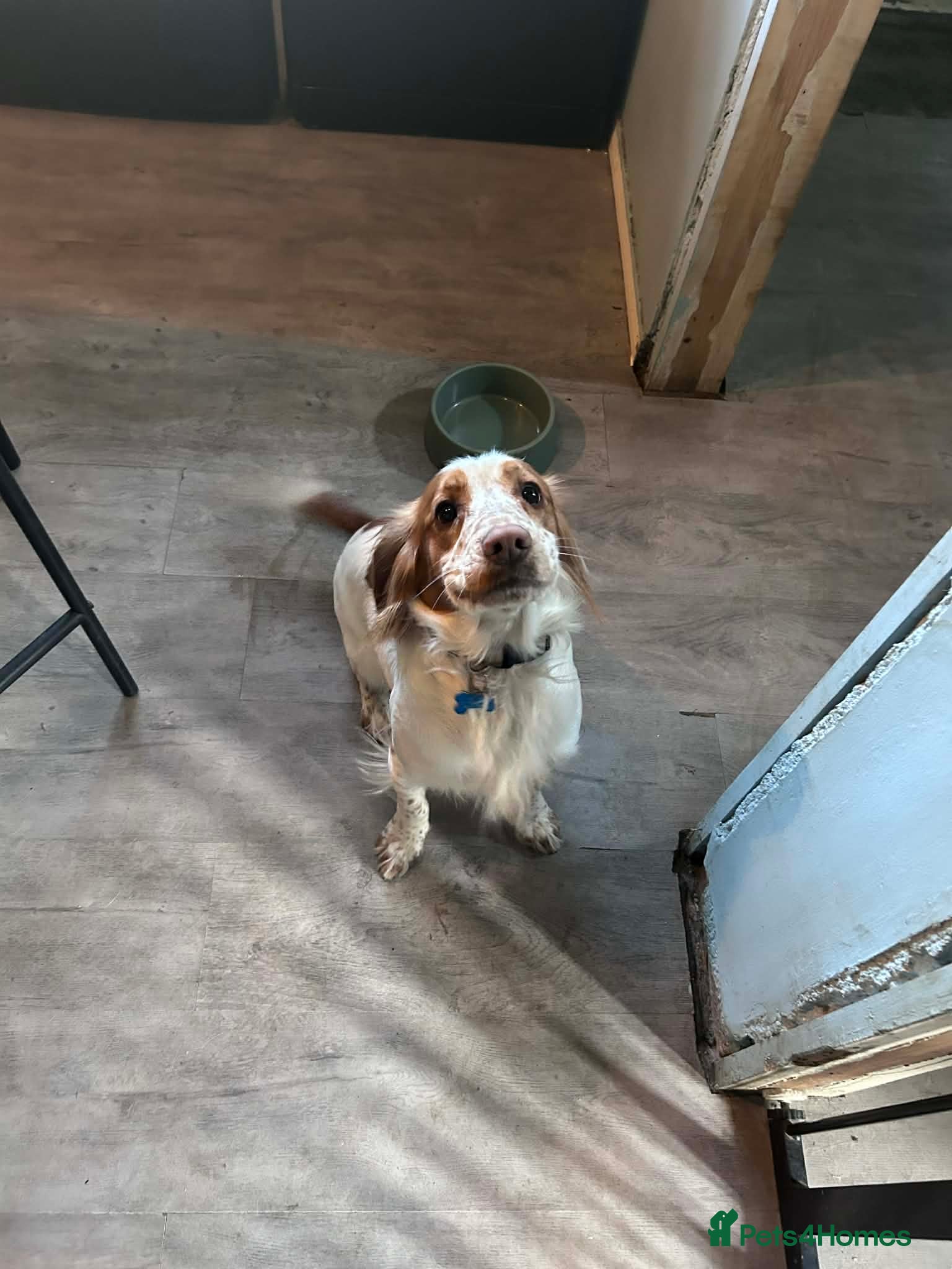 Cocker Spaniel dogs 14 month working cocker spaniel  - Advert 1