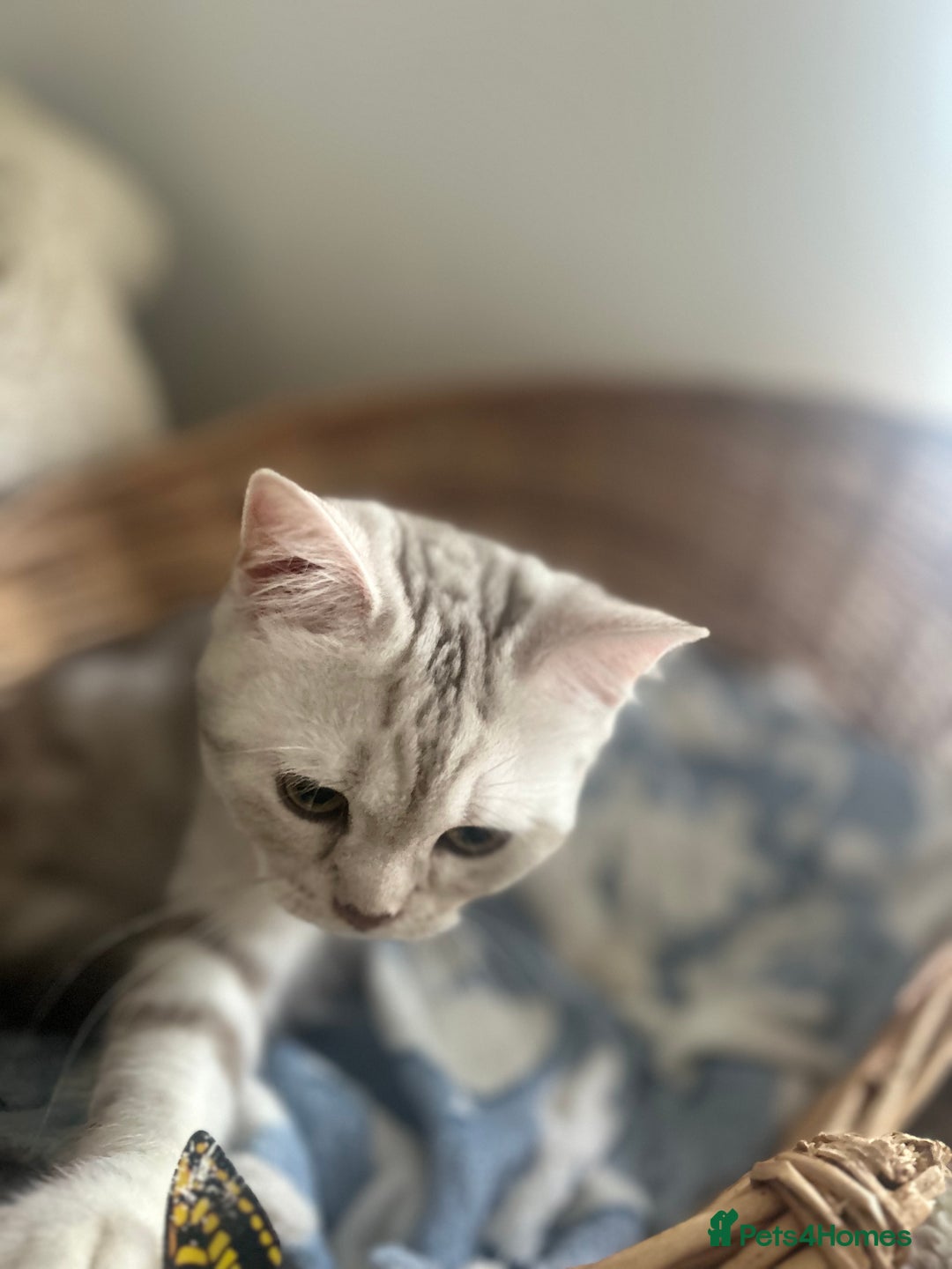 Scottish Fold cats for sale: Beautiful Marble tabby boy  - Image 9