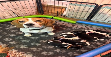 Beagle dogs Beautiful KC registered beagle puppies for sale  - Advert 14