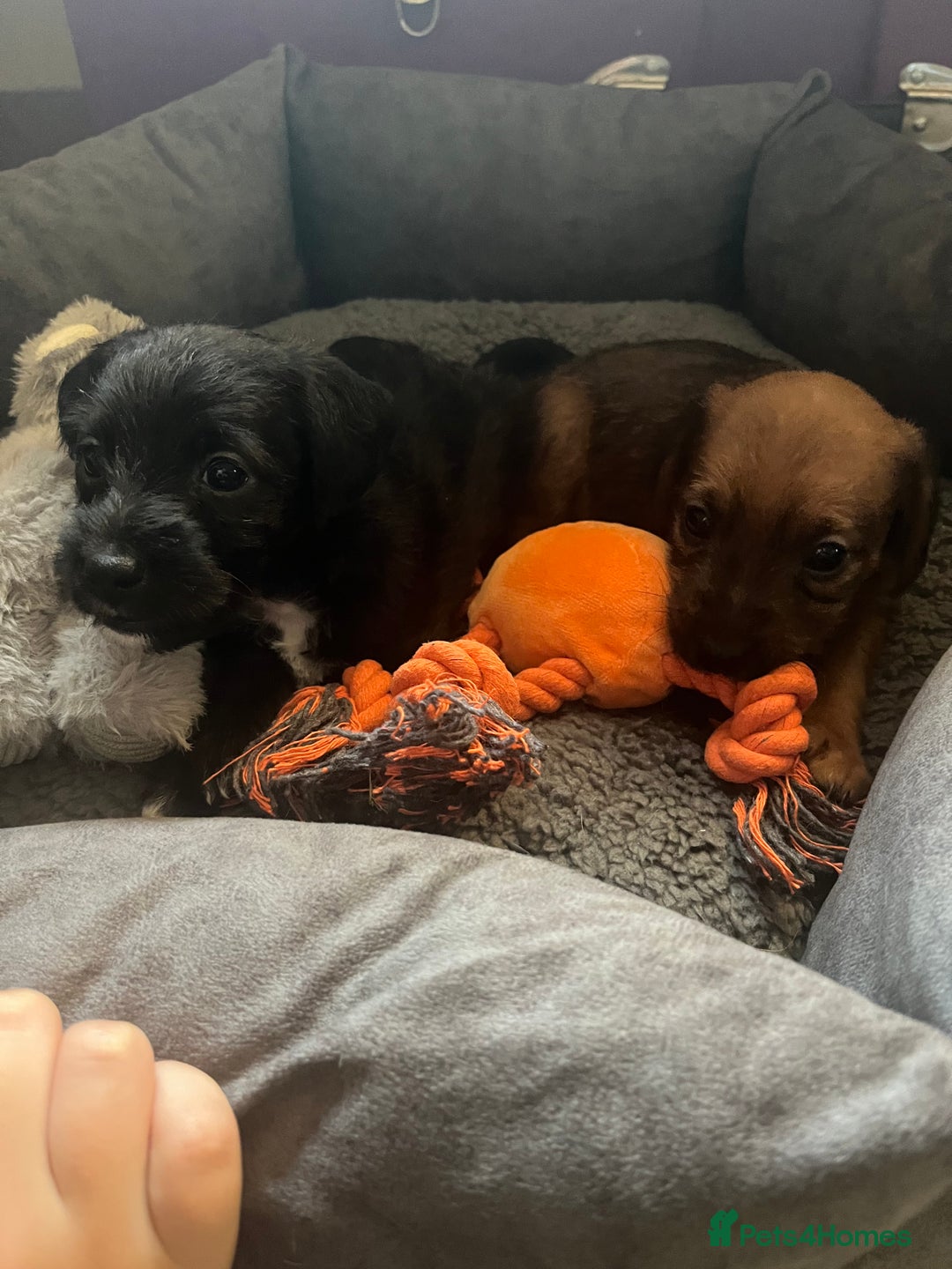 Mixed Breed dogs for sale: Gorgeous Plummer Terrier X Toy Poodle - Image 29
