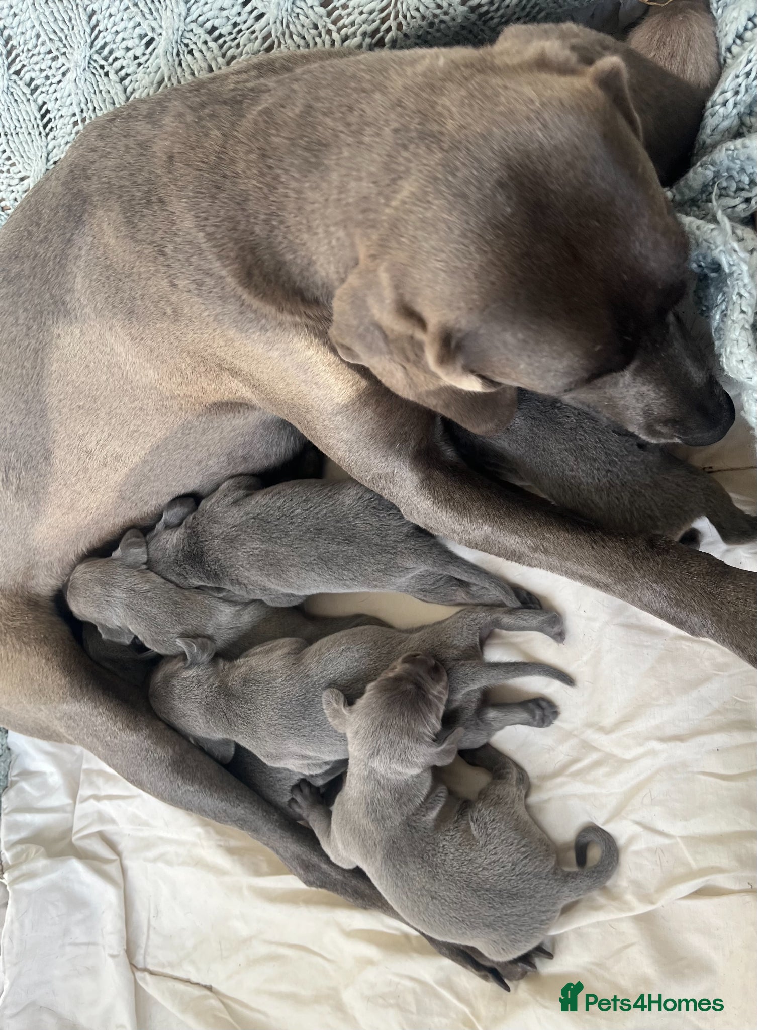 Weimaraner dogs for sale: BLUE and SILVER Purebred pups from KC reg Weims - Advert 8