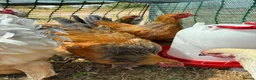 Chickens poultry for sale: Large Fowl Brahma Cockerels Mixed Colours - Advert 3