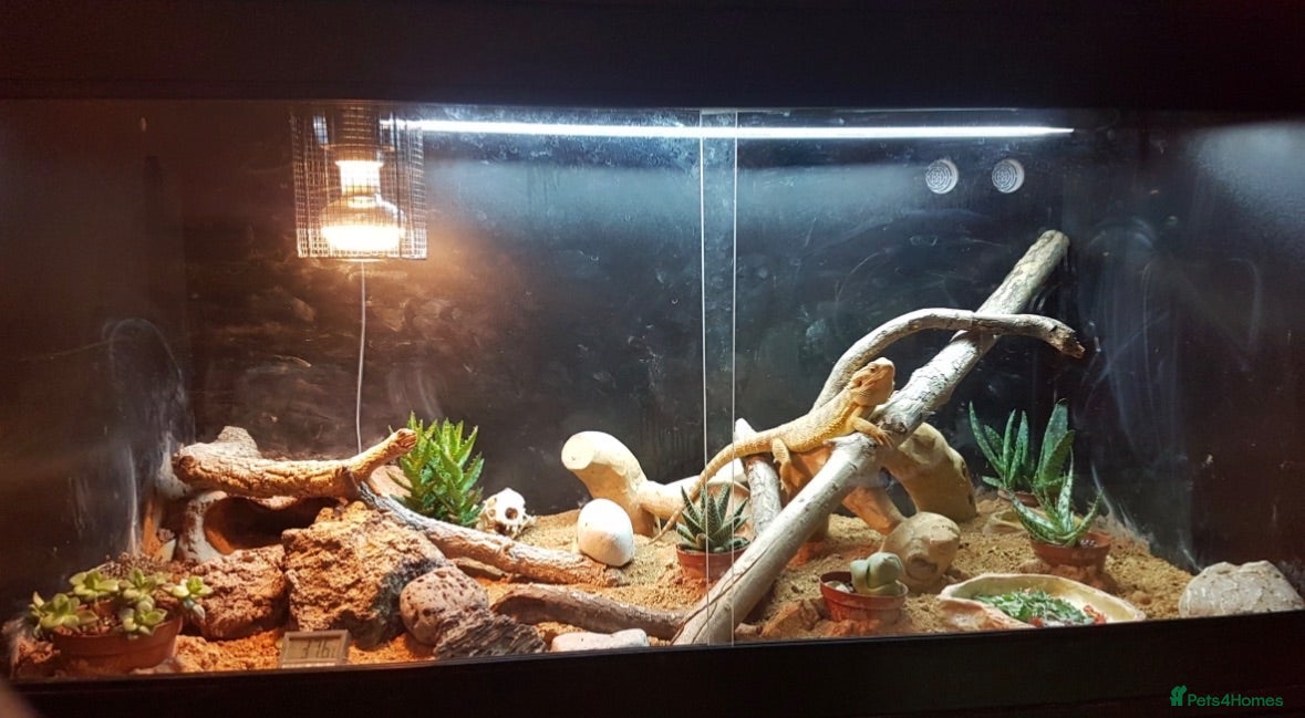 Bearded Dragon reptiles Full setup + bearded dragons  - Advert 8