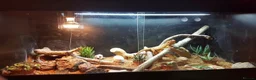 Bearded Dragon reptiles for sale: Full setup + bearded dragons  in Kingston upon Thames - Advert 1