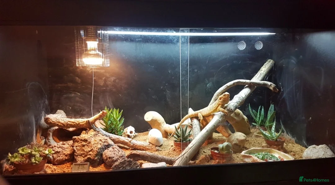 Bearded Dragon reptiles for sale: Full setup + bearded dragons  in Kingston upon Thames - Advert 1