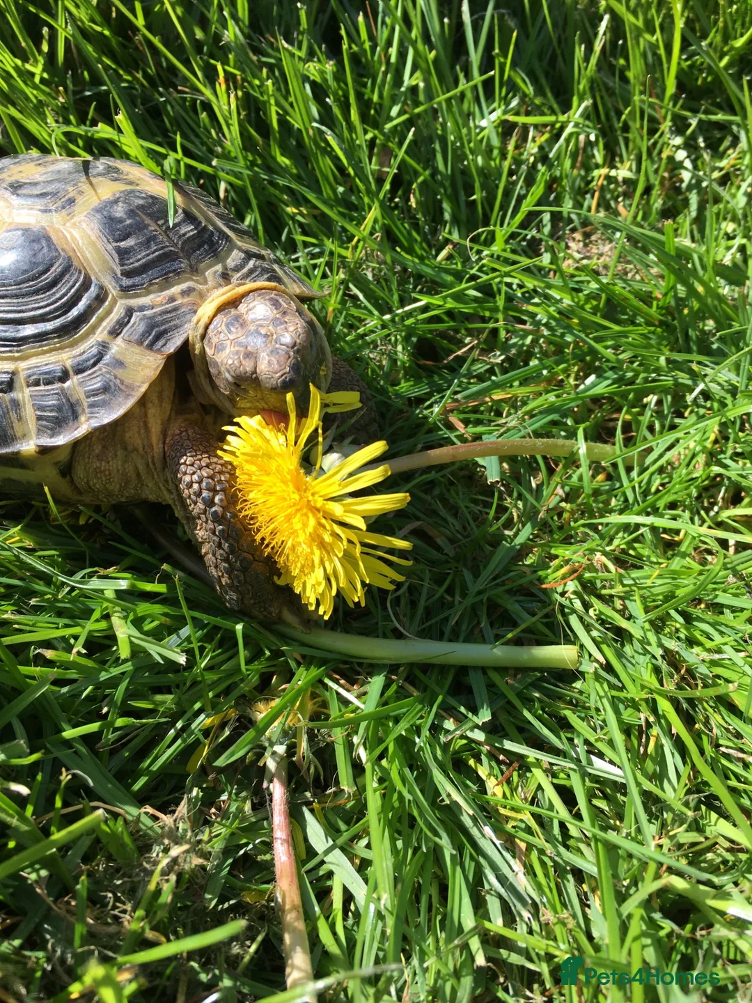 Tortoise reptiles for sale: Kenny - Male horsefield tortoise - Advert 3