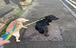 Cocker Spaniel dogs for sale: 2 cocker spaniels  - Image 3