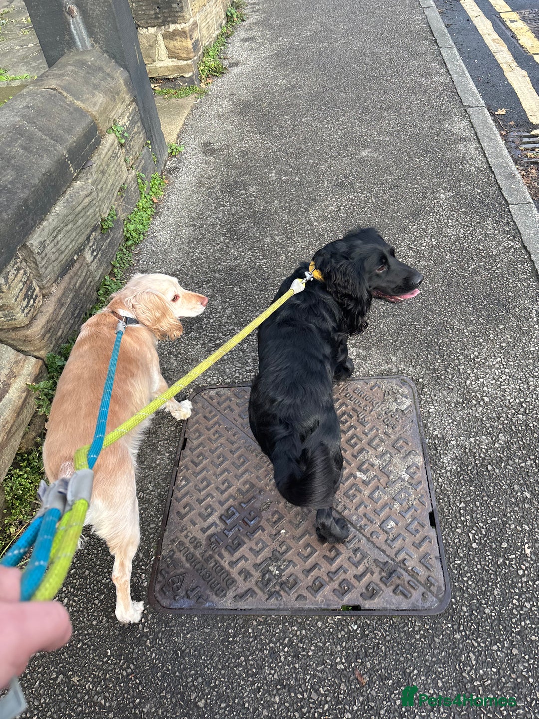 Cocker Spaniel dogs for sale: 2 cocker spaniels  - Image 3