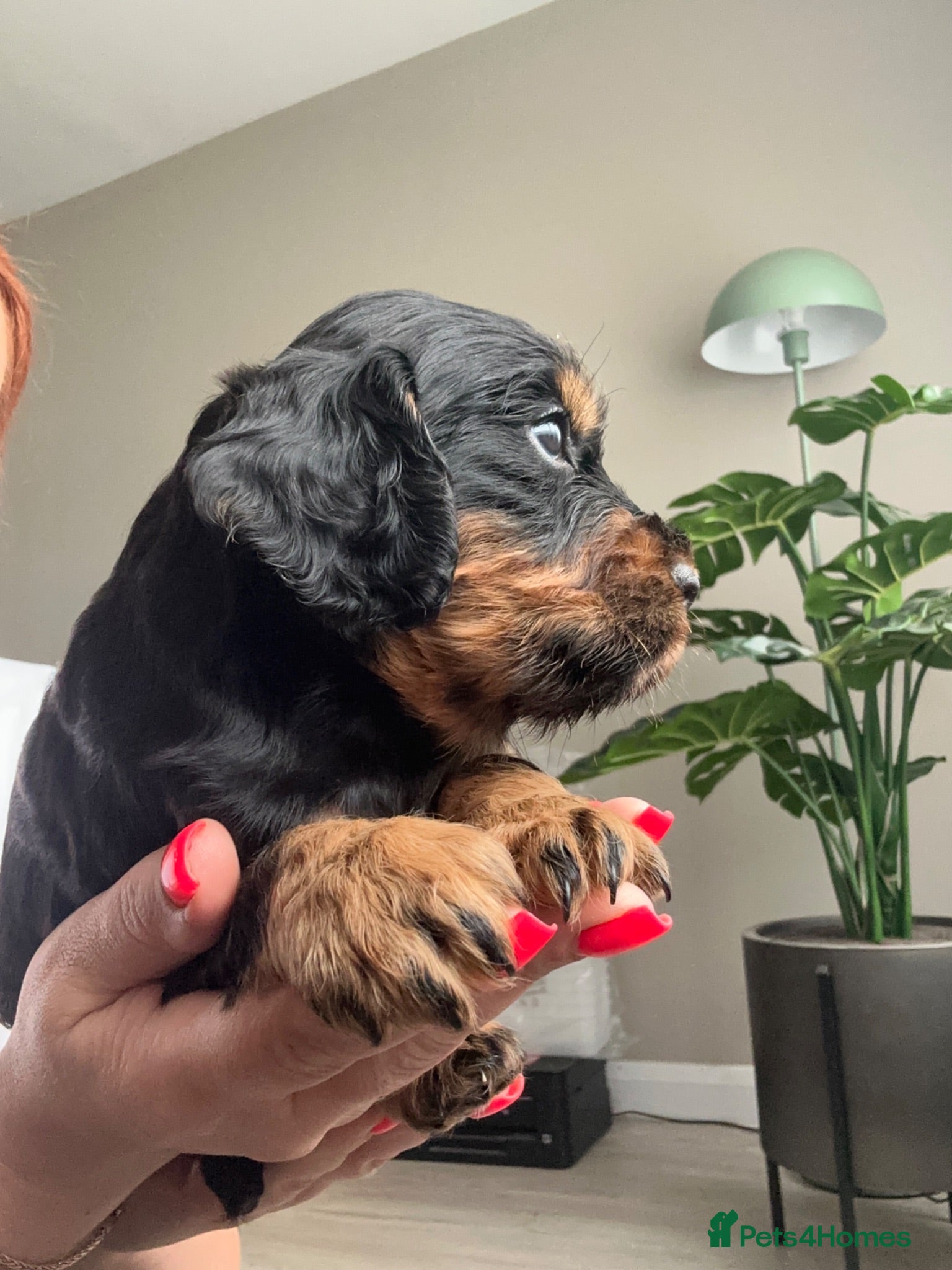 Cocker Spaniel dogs KC Registered Cocker Spaniels–DNA Clear Parents 👑 - Advert 8