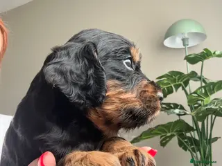 Cocker Spaniel dogs KC Registered Cocker Spaniels–DNA Clear Parents 👑 - Advert 1