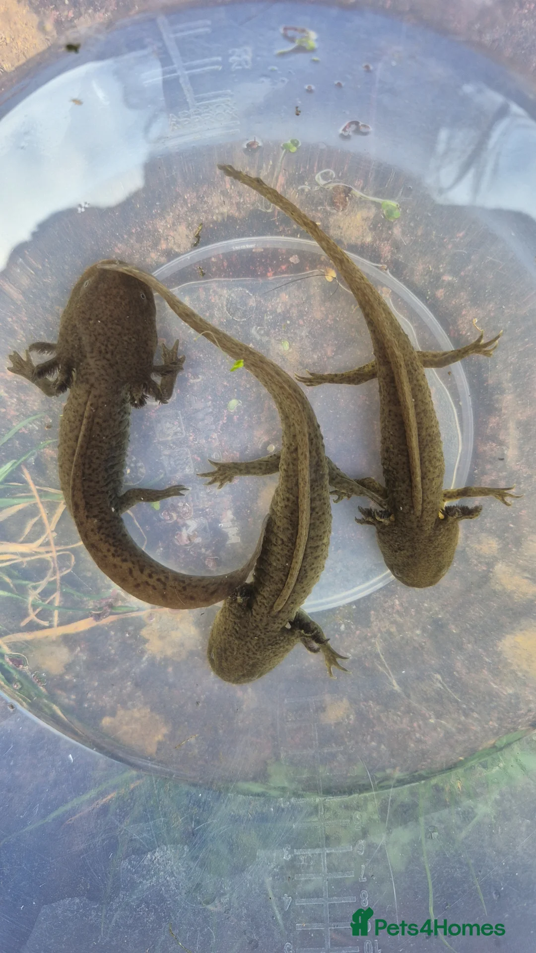 Axolotl reptiles for sale: Stunning axolotls available - male and female - Advert 1