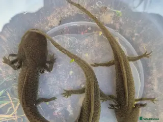 Axolotl reptiles Stunning axolotls available - male and female - Advert 13