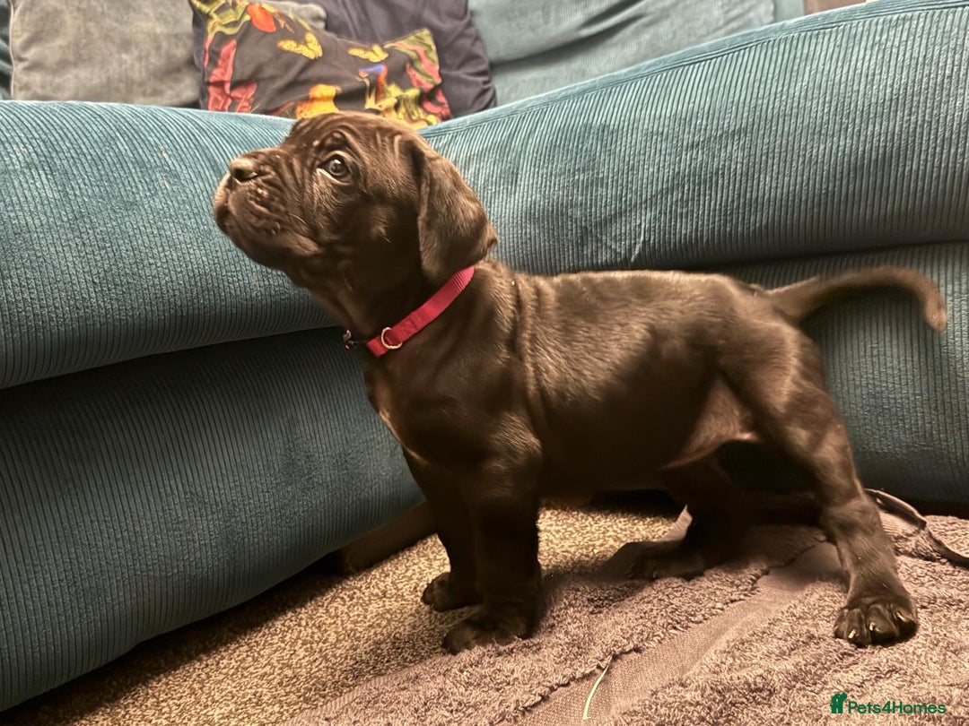 Cane Corso dogs for sale: Exceptional Quality Full Pedigree  - Advert 12