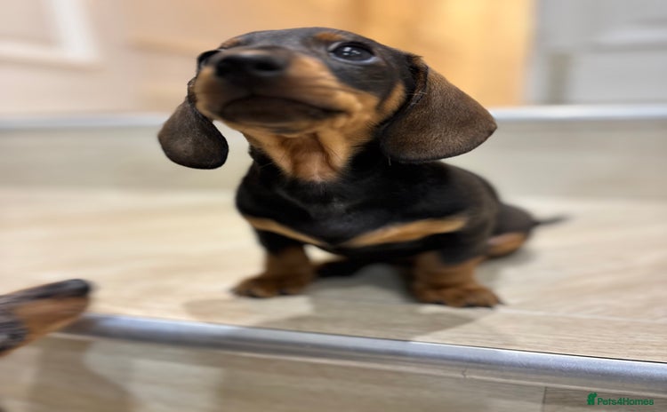 Miniature Dachshund dogs - Advert 7