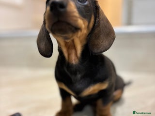 Miniature Dachshund dogs - Advert 17