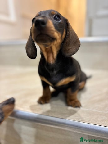 Miniature Dachshund dogs - Advert 7