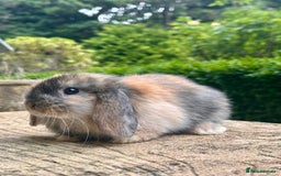 Mini Lop rabbits for sale: 🐰 LAST ONE! Stunning Harlequin Mini Lop Female  - Image 2