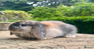 Mini Lop rabbits - Advert 6