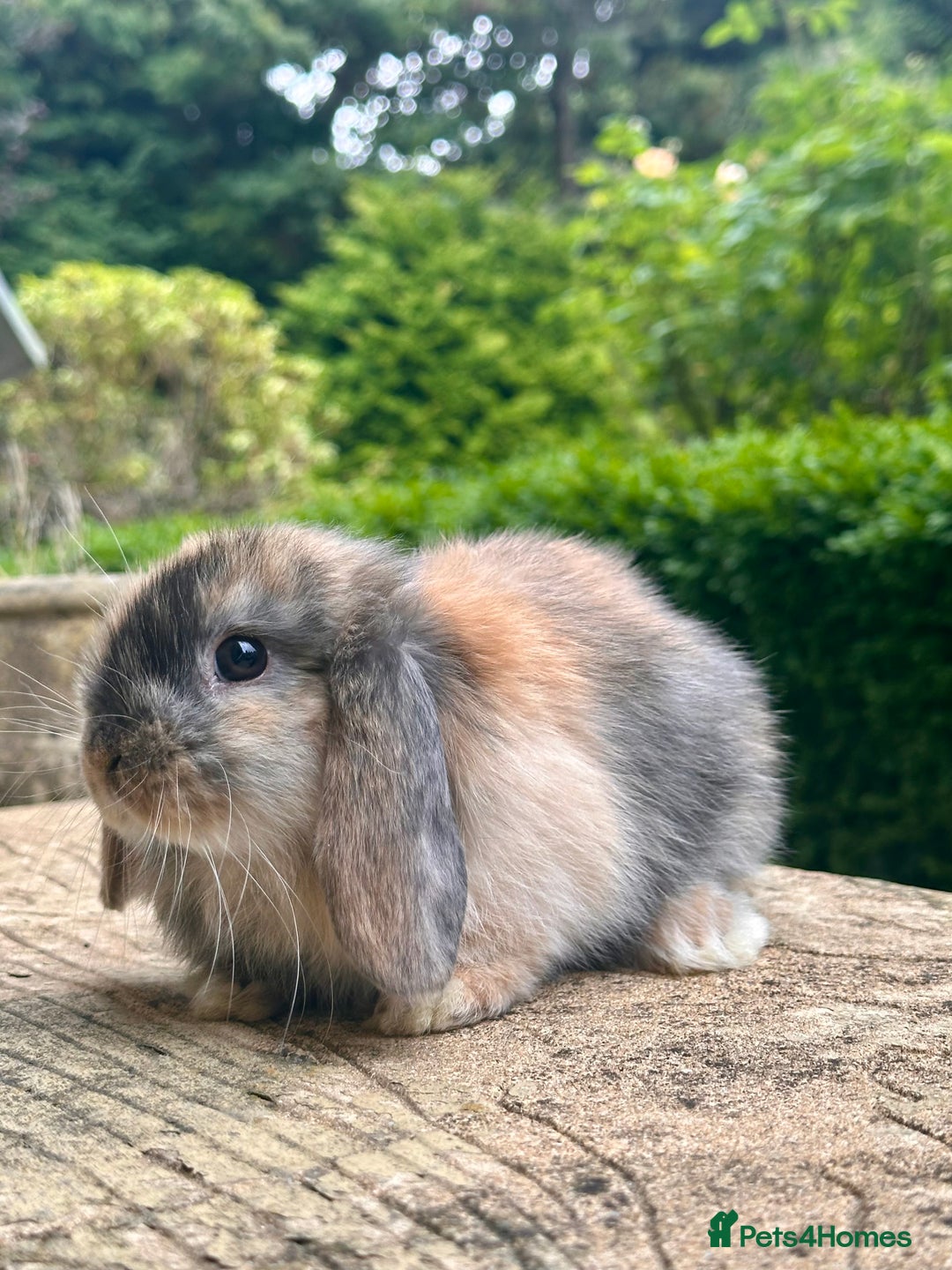 Mini Lop rabbits for sale: 🐰 LAST ONE! Stunning Harlequin Mini Lop Female  - Image 2