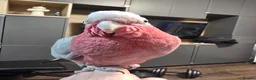 Parrots birds for sale: Galah Cockatoo Hand Reared  - Advert 10