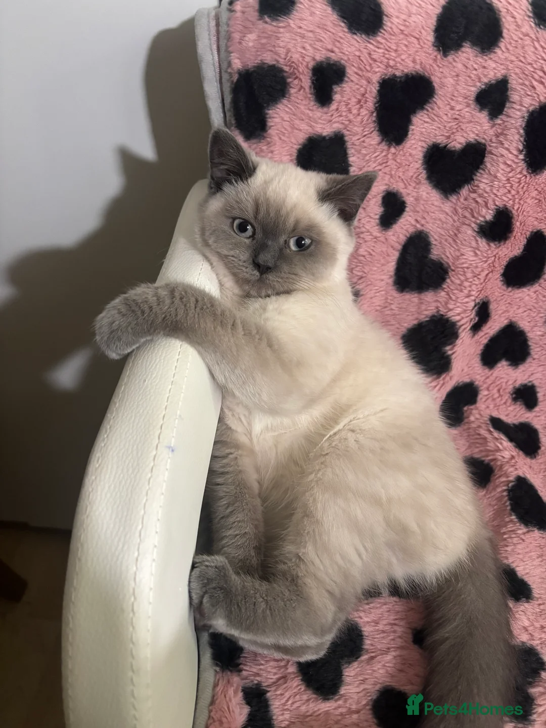 British Shorthair cats for sale: Blue point British short hair  - Advert 1