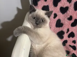 British Shorthair cats Blue point British short hair - Advert 1