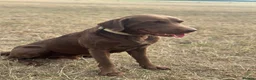 Labrador Retriever dogs for stud: Handsome fully health tested Chocolate labrador - Advert 6