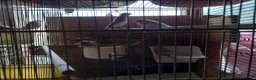 Finches birds for sale: Zebra  finches  for sale - Advert 4