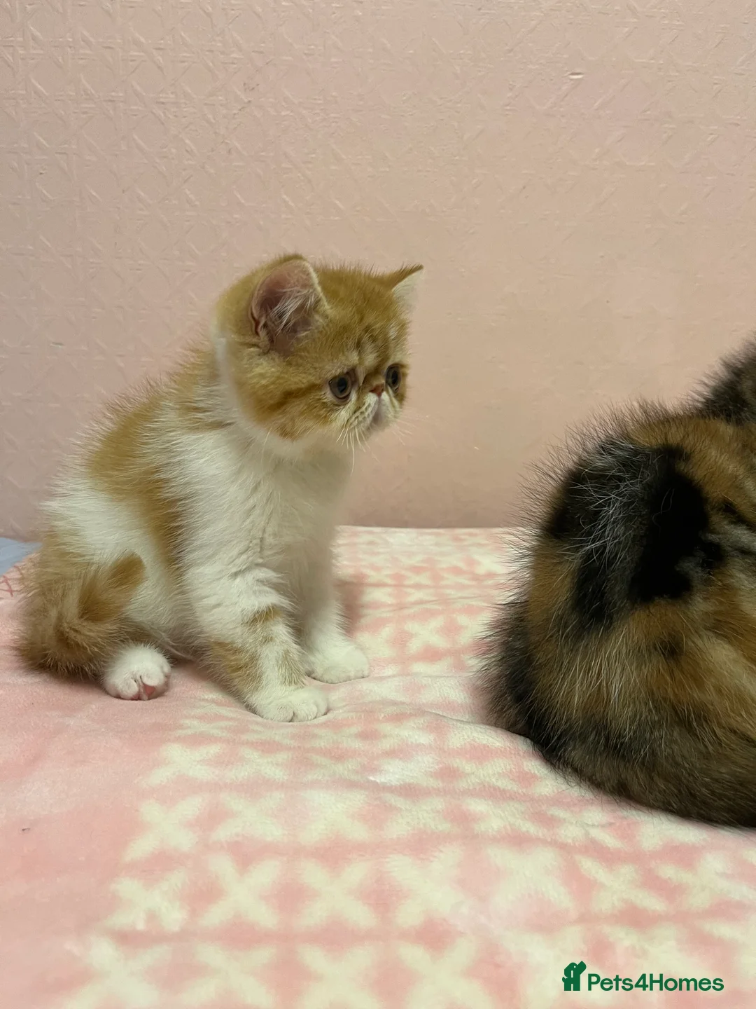 Exotic cats for sale: Exotic kittens  - Advert 19