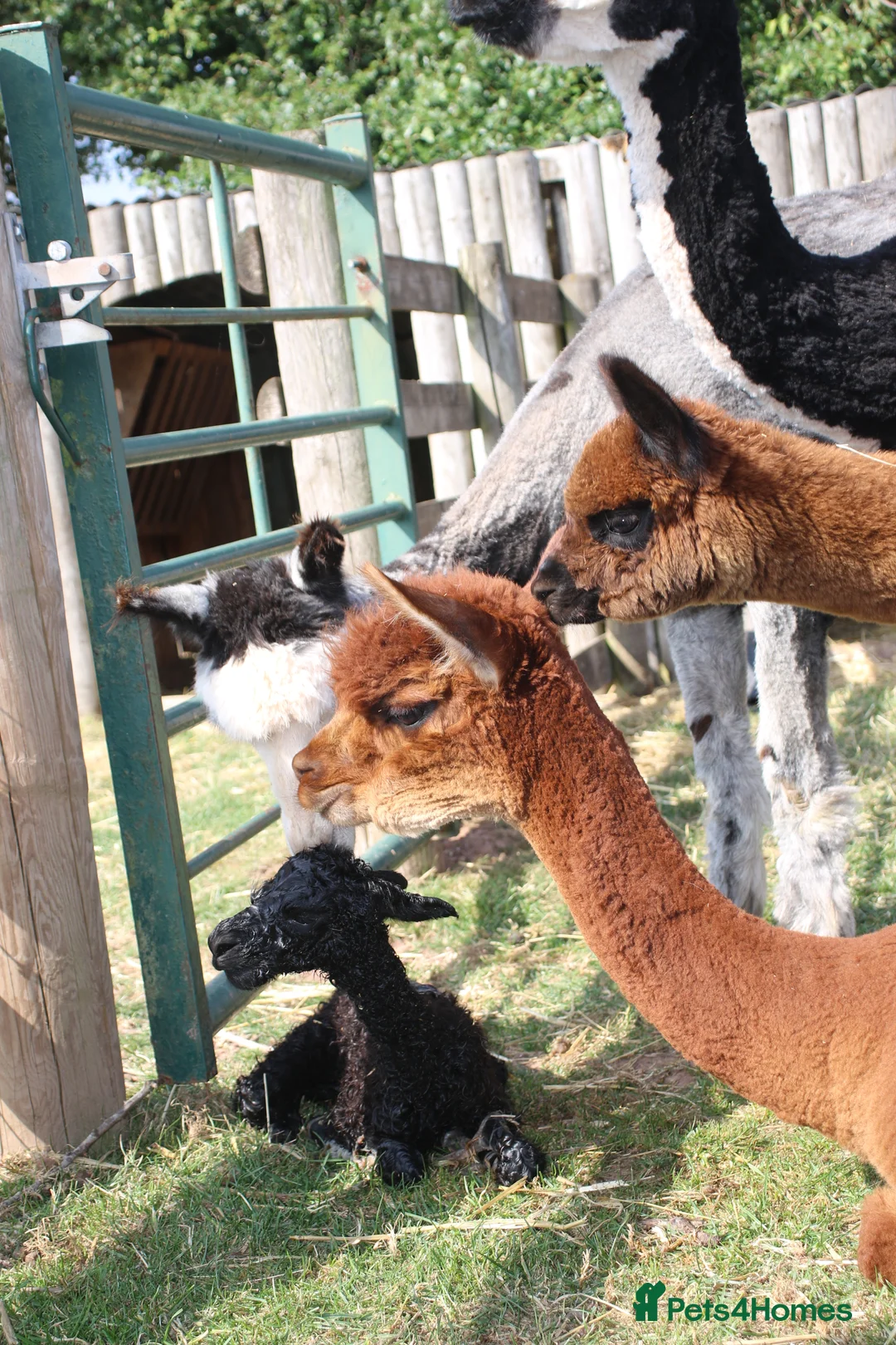 Alpaca livestock for sale: Entire Male Alpaca - Advert 3