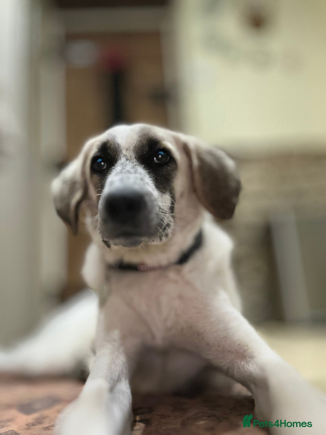 Mixed Breed dogs for adoption: Amara: Beautiful Soul Seeking a Family to Love - Advert 6