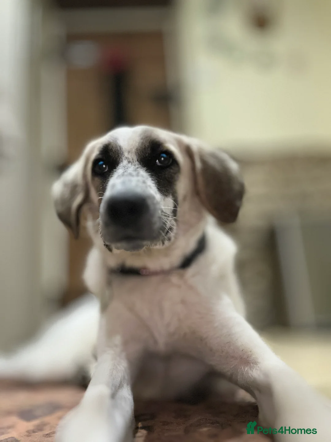 Mixed Breed dogs for adoption: Amara: Beautiful Soul Seeking a Family to Love - Advert 21