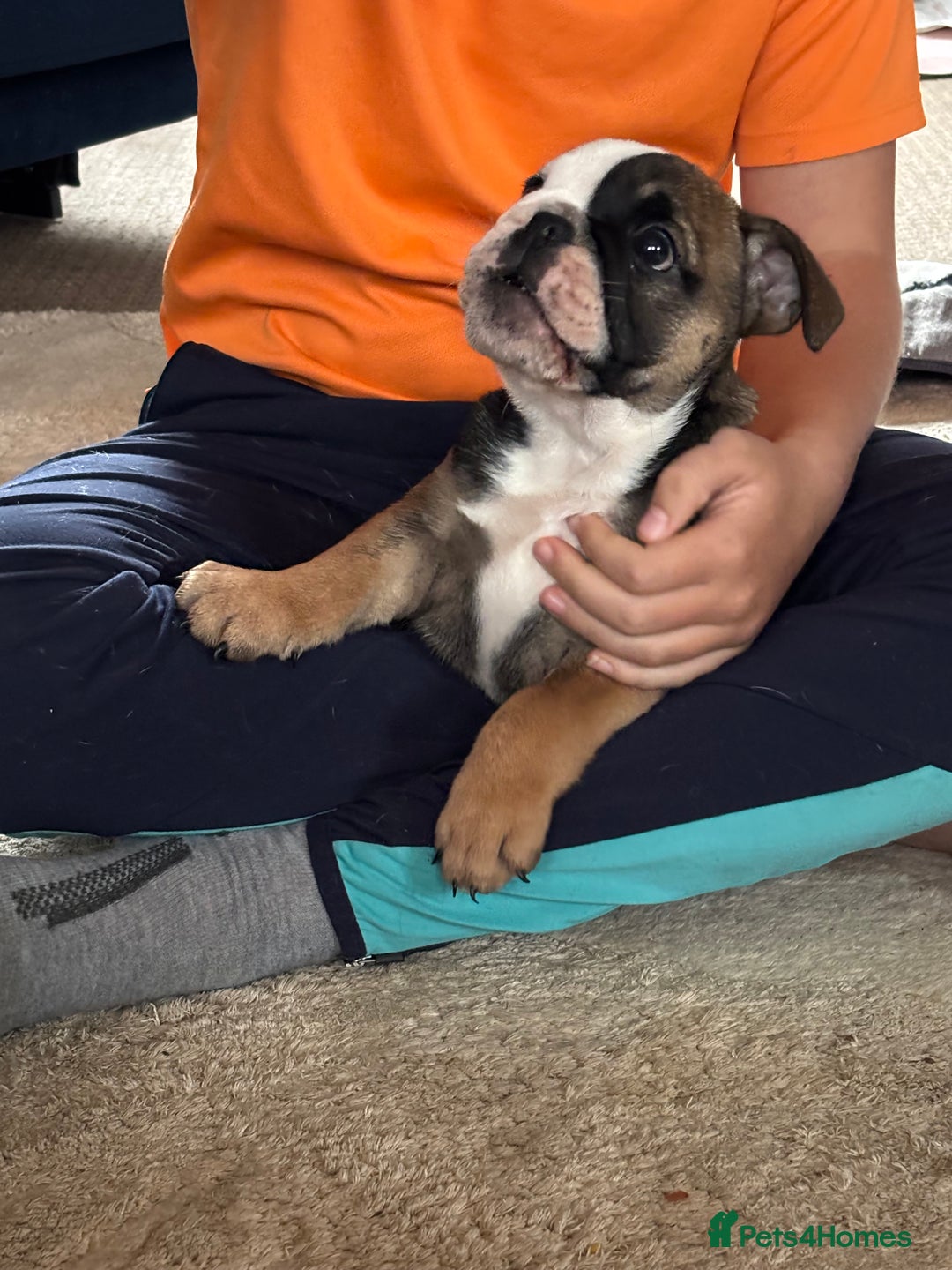 English Bulldog dogs for sale: Last Bulldog girl ready to go - Advert 8