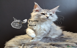 Maine Coon cats for sale: 2 outstanding girls from a shaded line  - Image 6