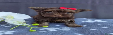 Yorkshire Terrier 2