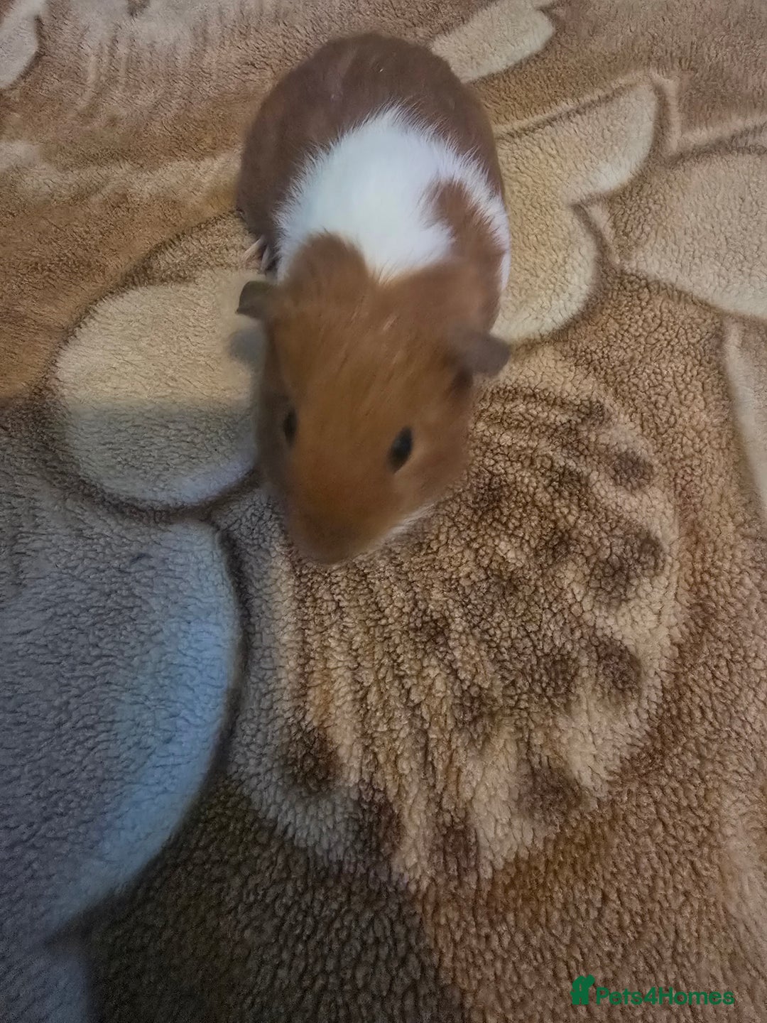 Guinea Pig rodents for sale: Guinea pig baby - Advert 1