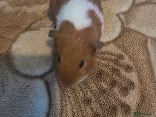 Guinea Pig rodents Guinea pig baby - Advert 1