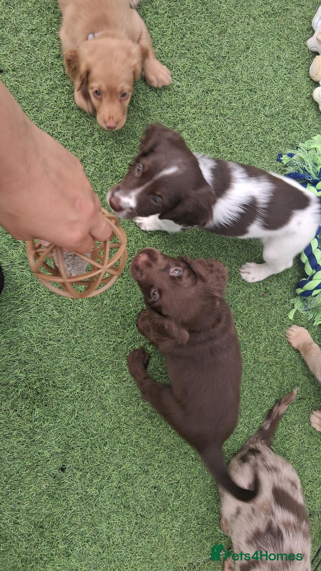 Cockapoo dogs Spaniel puppies - Advert 14