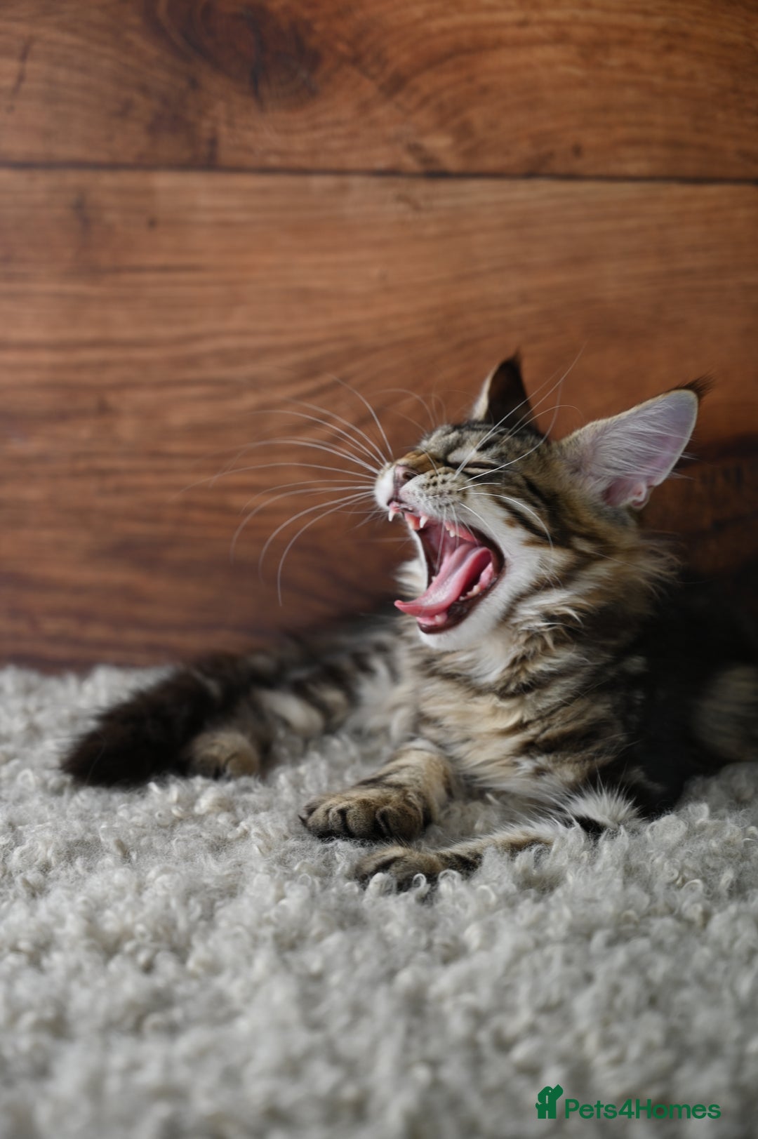 Maine Coon cats for sale: 👑 6 Majestic, health tested Kittens- TICA reg 🧬 - Image 8
