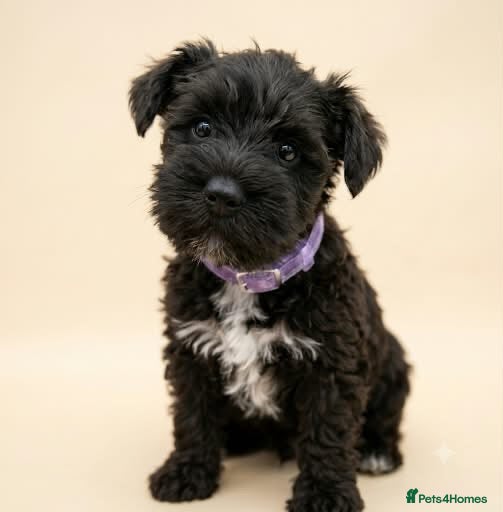 Miniature Schnauzer dogs Black Mini Schnauzer Litter  - Advert 2