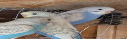 Budgerigars birds for sale: Young budgie - Advert 2