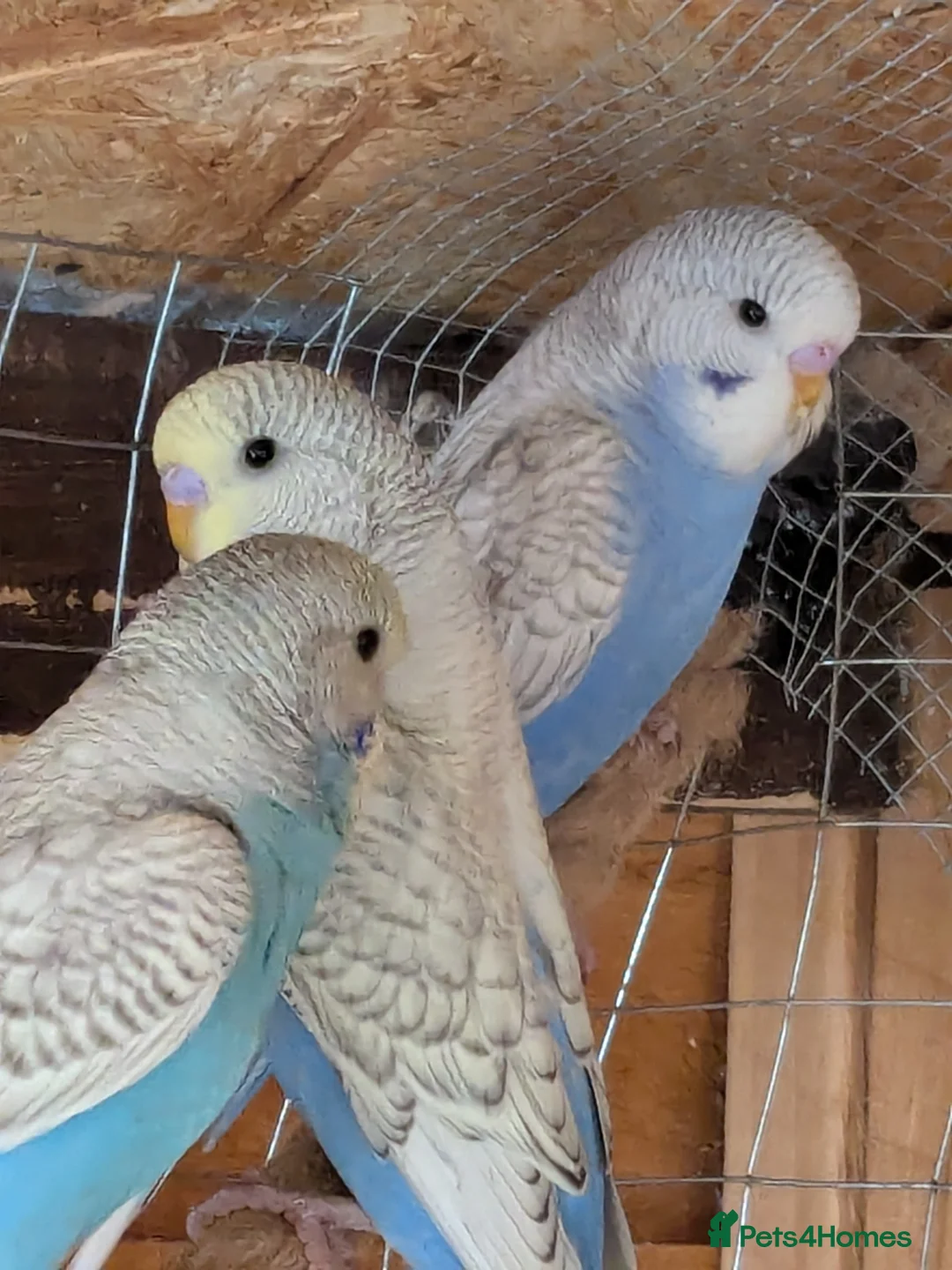 Budgerigars birds for sale: Young budgie - Advert 2