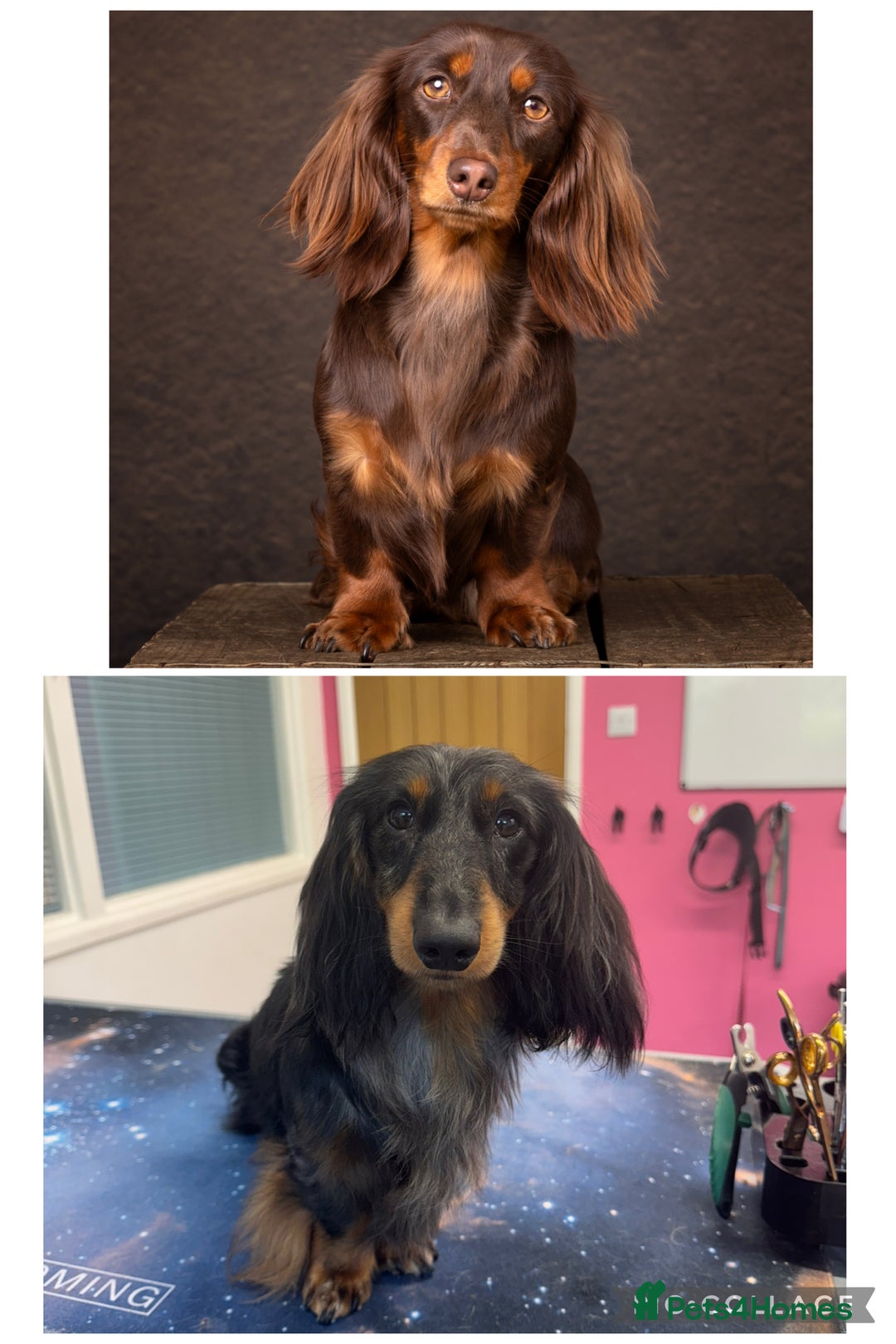 Miniature Dachshund dogs for sale: Exceptional miniature longhaired dachshunds  - Advert 20