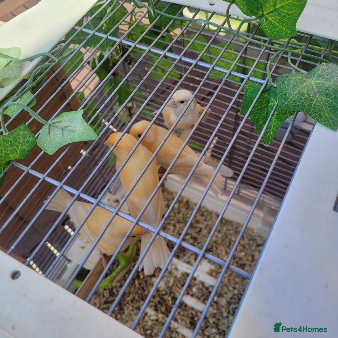 Canaries birds for sale: Canaries & siskins  - Image 4