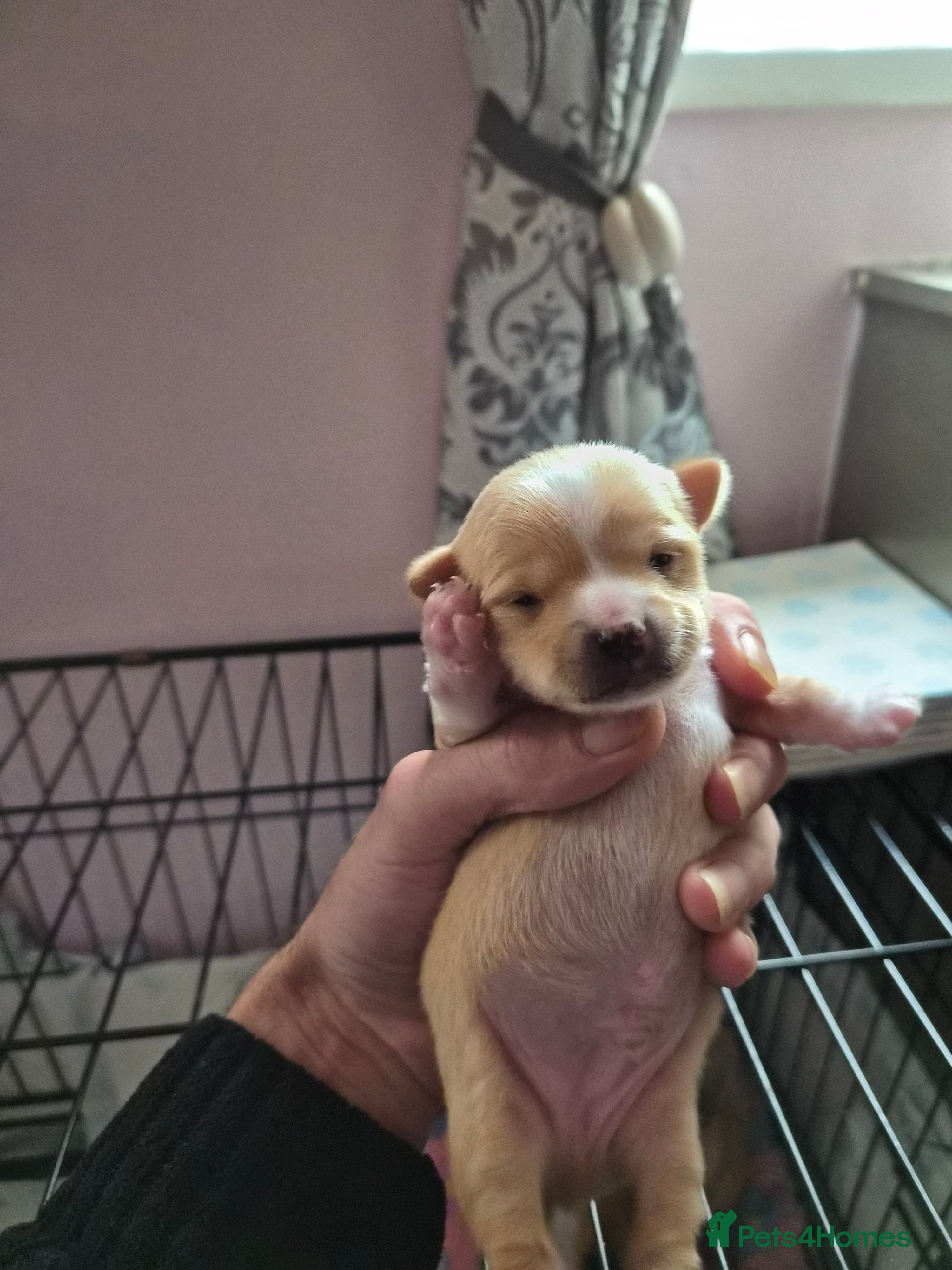 Chihuahua dogs Male chihuahua boy - Advert 4