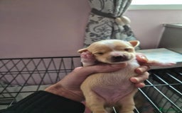 Chihuahua dogs for sale: Male chihuahua boy - Image 1