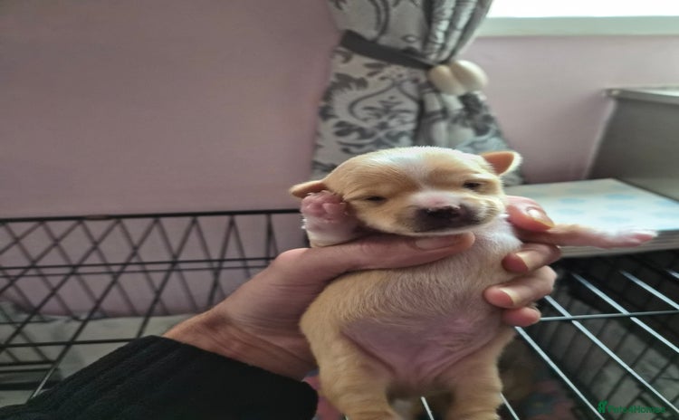 Chihuahua dogs - Advert 1