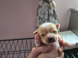 Chihuahua dogs - Advert 25